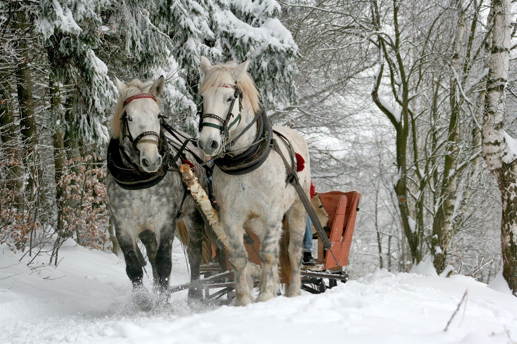 Horse Drawn Sleigh Ride in the Woods