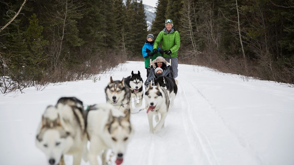 Dog Sledding Tour in the Woods