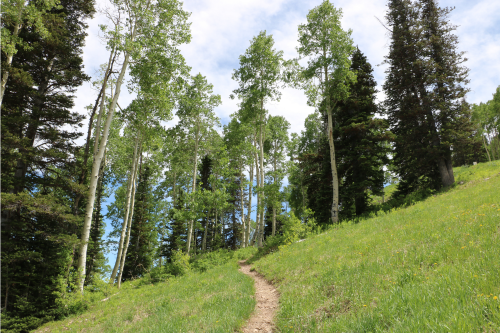 Aspen Trees at Deer Valley Utah on a Hiking Trail in Summer