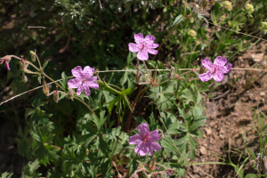 Deer Valley Utah Spring Wild Flower