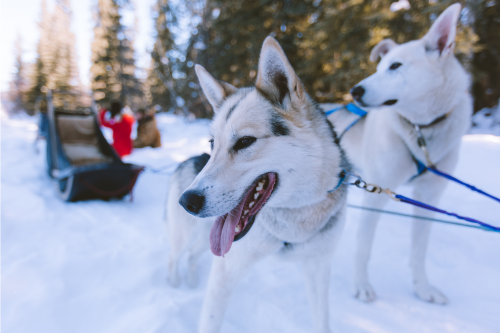 Two Sled Dogs Ready To Pull Sled