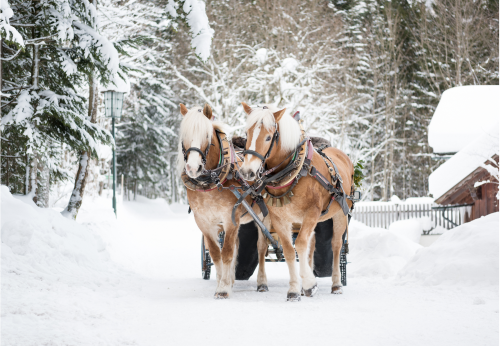 Horses Pulling A Sleigh In The Snow