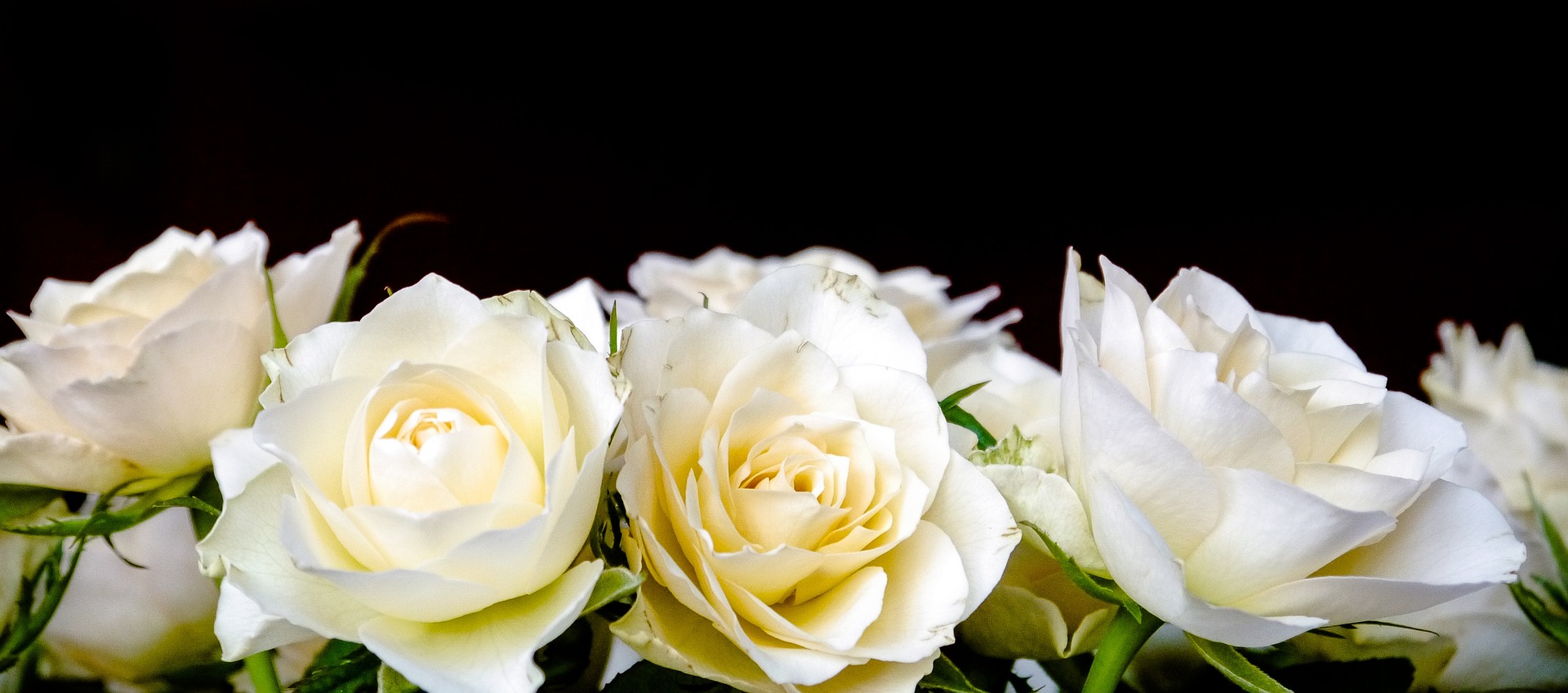 White Roses